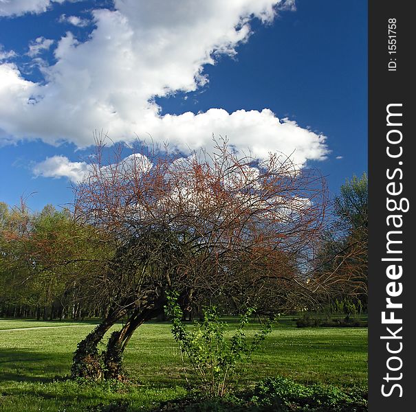 Willow tree in a park on meadow