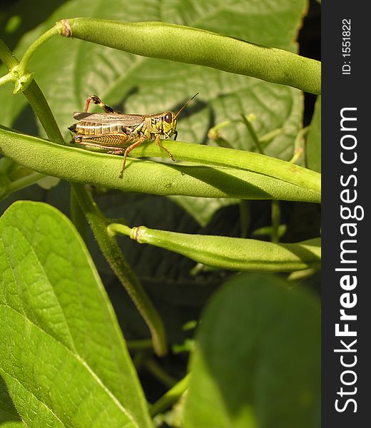 A grasshopper on a green bean plant in a garden. A grasshopper on a green bean plant in a garden