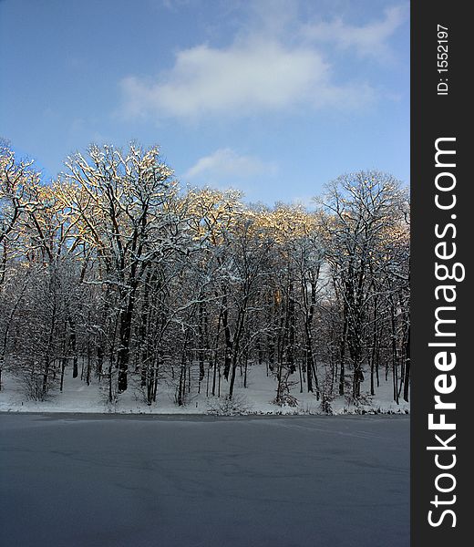 Trees in winter with sunlit upper branches