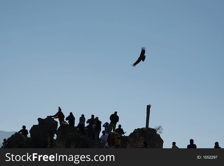 People Overview For Condors Flying