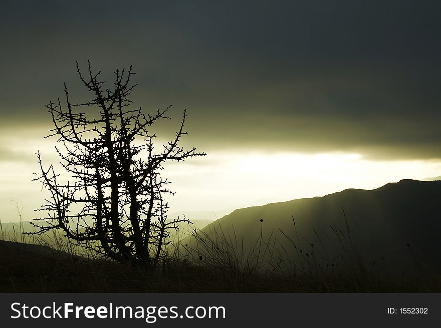 Tree silhouette in Crimea mountain for autumn. Tree silhouette in Crimea mountain for autumn