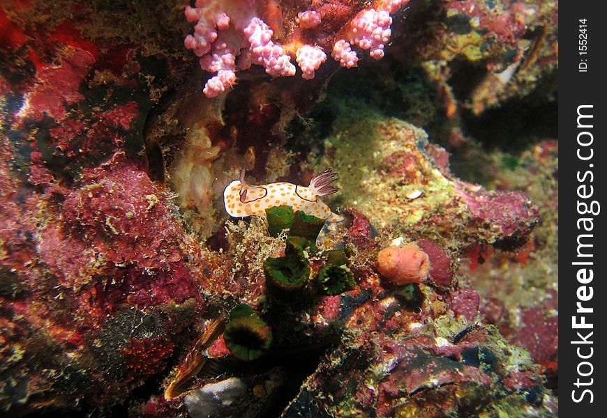 Ringed Chromodoris (Chromodoris annulata) found in the Andaman Sea. Ringed Chromodoris (Chromodoris annulata) found in the Andaman Sea