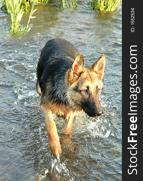 Wolf dog in the river