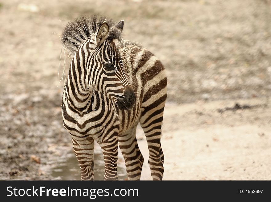 Young zebra with hay in mane