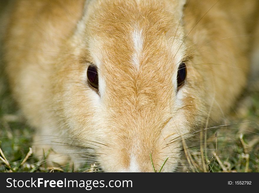 A close up of rabbit looking into the camera. A close up of rabbit looking into the camera