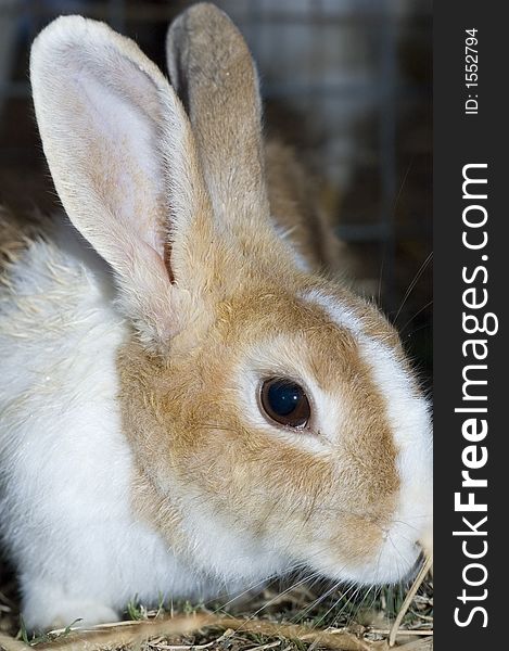 A close up of a furry rabbit. A close up of a furry rabbit