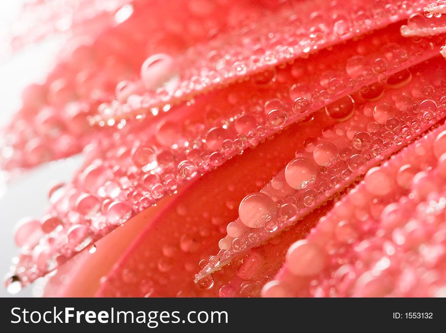 Closeup of pink daisy with water droplets. Closeup of pink daisy with water droplets