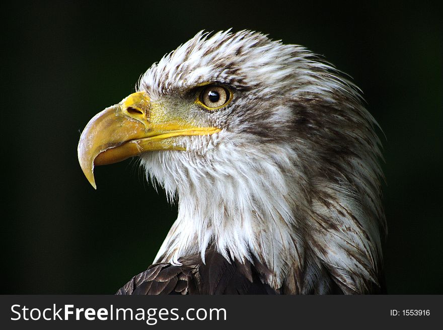 The hunter, Bald Eagle, American Emblem,