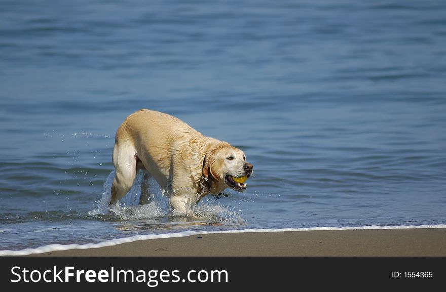 Dog running out of San Francisco Bay 2