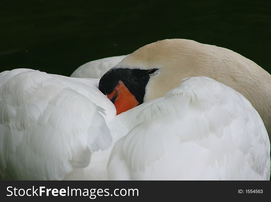 Sleeping swan, putting his beak in the feathers