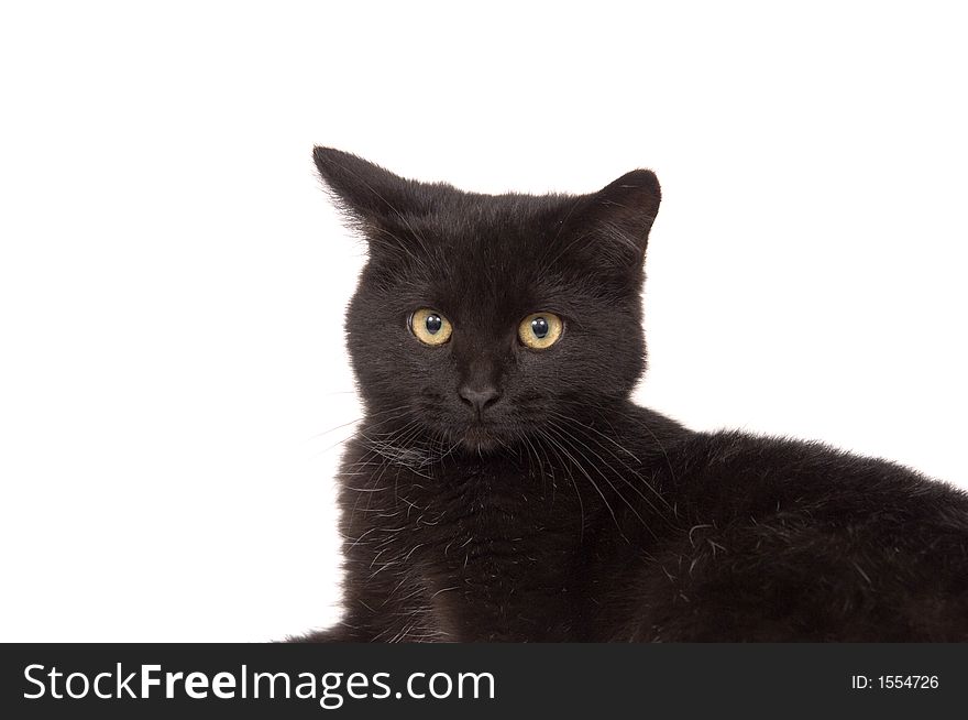 Face Of A Black Cat
