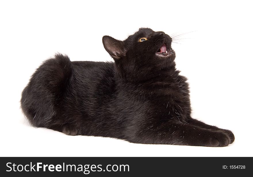 A resting black cat looks up and meows on white background. A resting black cat looks up and meows on white background.