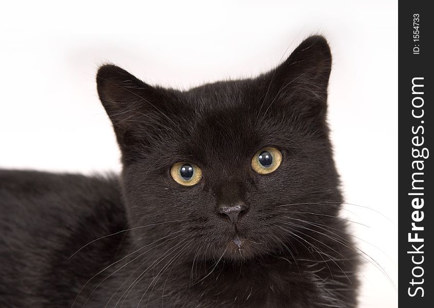 A closeup of the face of a black cat
