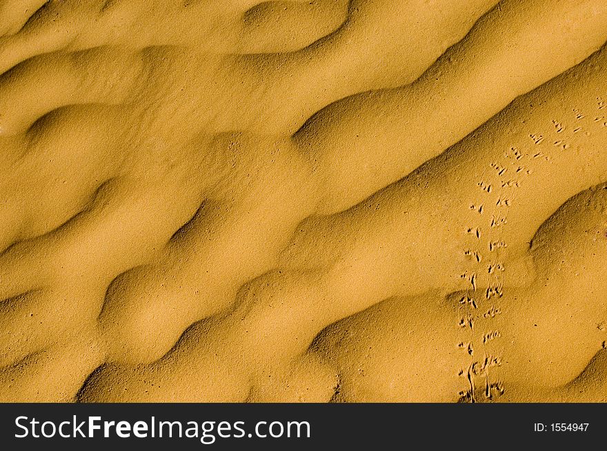 Single animal's track on the sands of Sahara desert - closeup. Single animal's track on the sands of Sahara desert - closeup