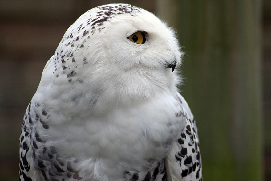 Snowy Owl - Free Stock Images & Photos - 1555079 | StockFreeImages.com