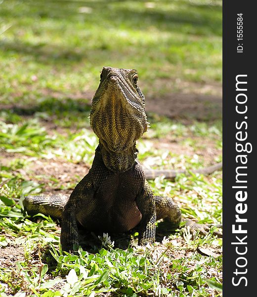 A close up of a young Australian Dragon lizard. A close up of a young Australian Dragon lizard