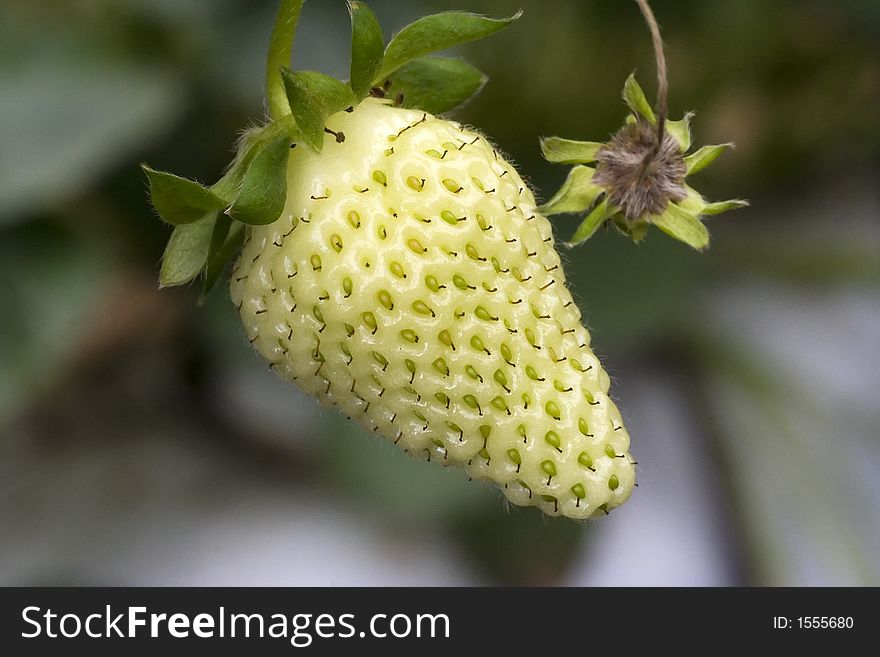 An unripe green strawberry in the farm. An unripe green strawberry in the farm.