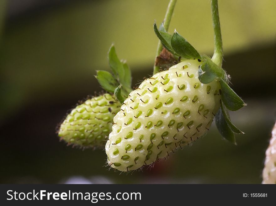 An unripe green strawberry in the farm. An unripe green strawberry in the farm.