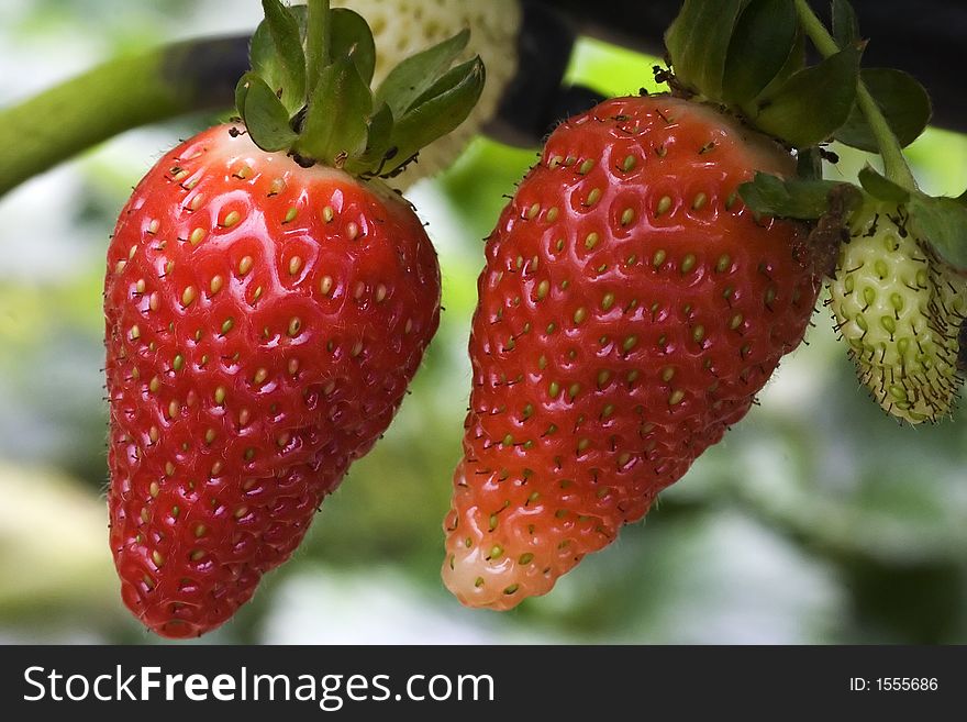 Two ripe strawberries hanging in the farm.