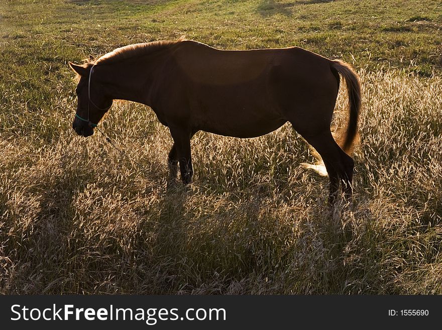 A pony eating grasses in the field.