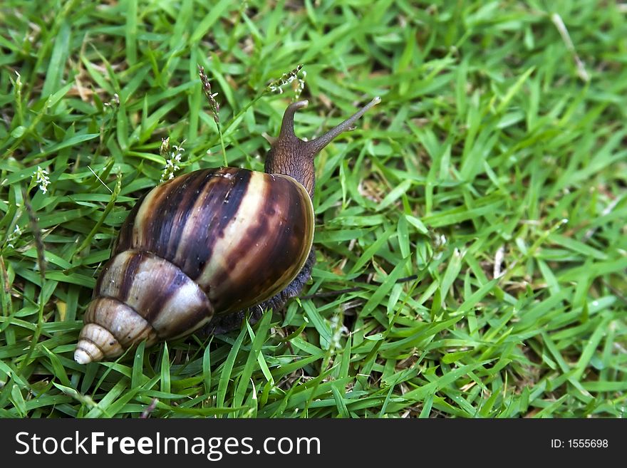 A snail slowly crawling on the grasses.