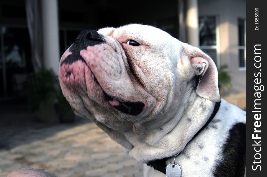 English Bulldog looking sideways with funny look on face