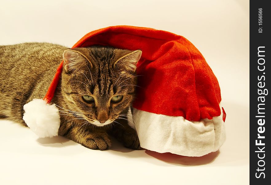 Clause hat and cat of christmas. Clause hat and cat of christmas