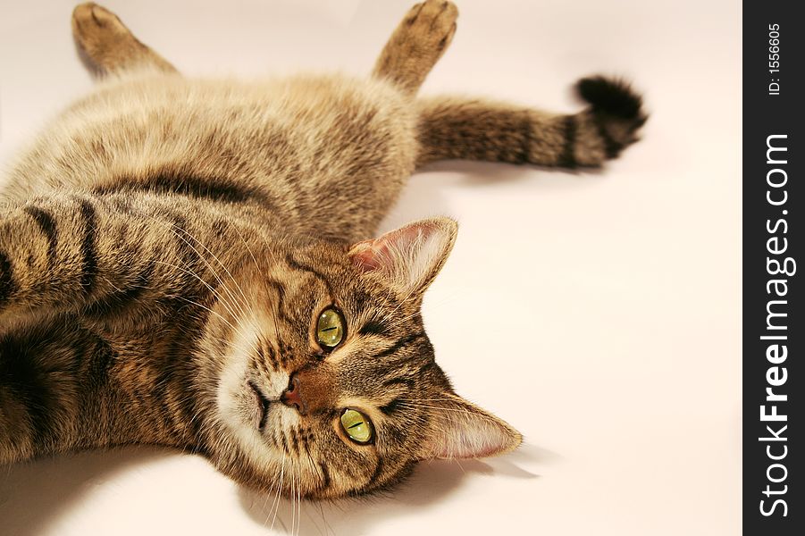Relaxing cat for white background