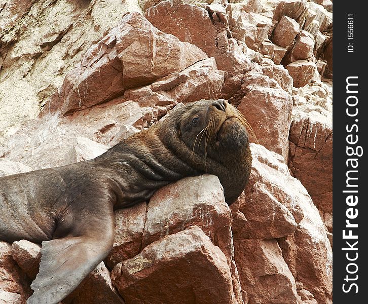 Sea lions overlies on stone