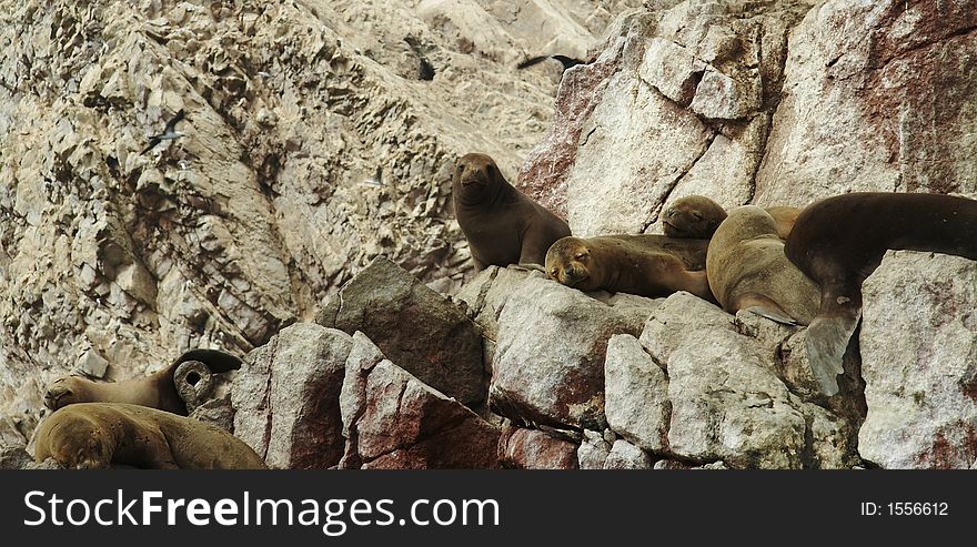 Sea lions overlies on stone