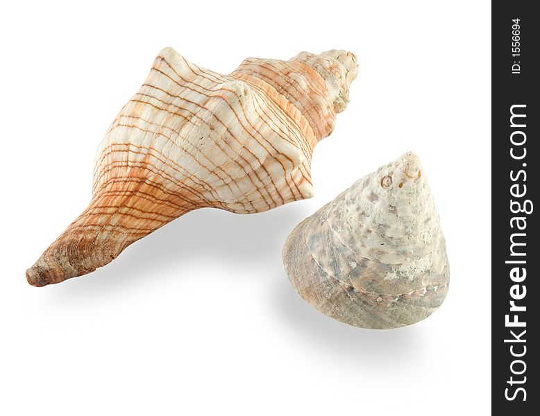 Seashells isolated over white with clipping path