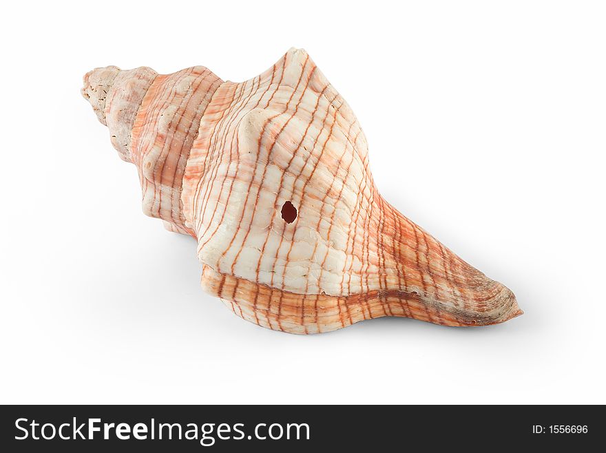 Seashells isolated over white with clipping path