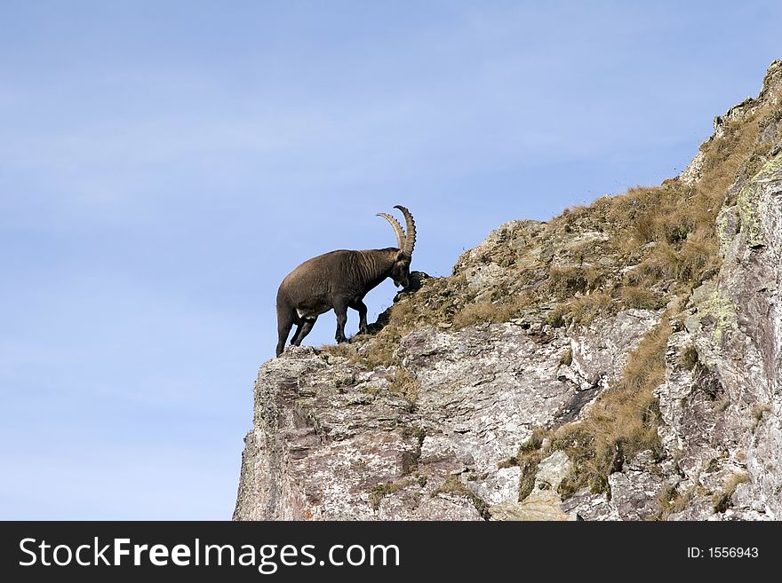 A male ibex with imposing horns is grazing on a slope just below Pizzo dei Tre Signori. A male ibex with imposing horns is grazing on a slope just below Pizzo dei Tre Signori