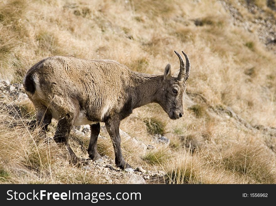 A small ibex is not caring about me and is walking around looking for something to graze. A small ibex is not caring about me and is walking around looking for something to graze