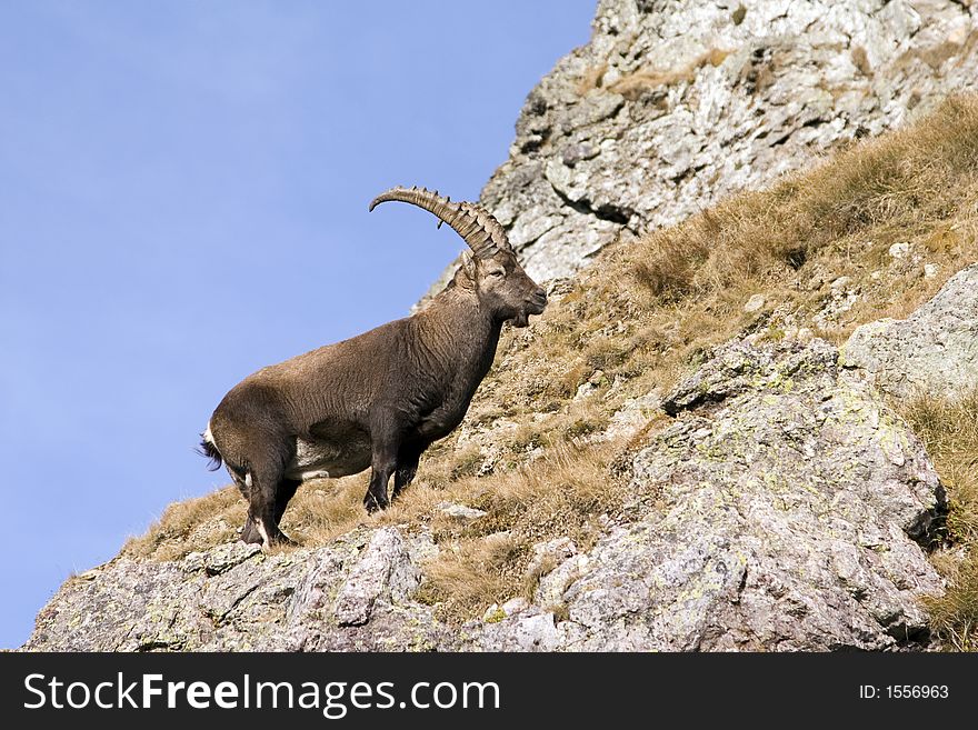 A male ibex in profile