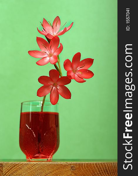 Red lily with green background. Red lily with green background