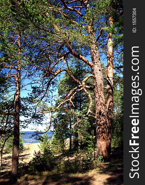 Lake Ladoga. A Beach.