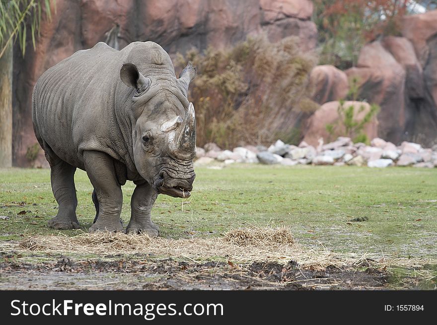 Rhinoceros looking ahead while eating
