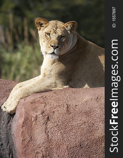 Lioness resting on a rock. Lioness resting on a rock