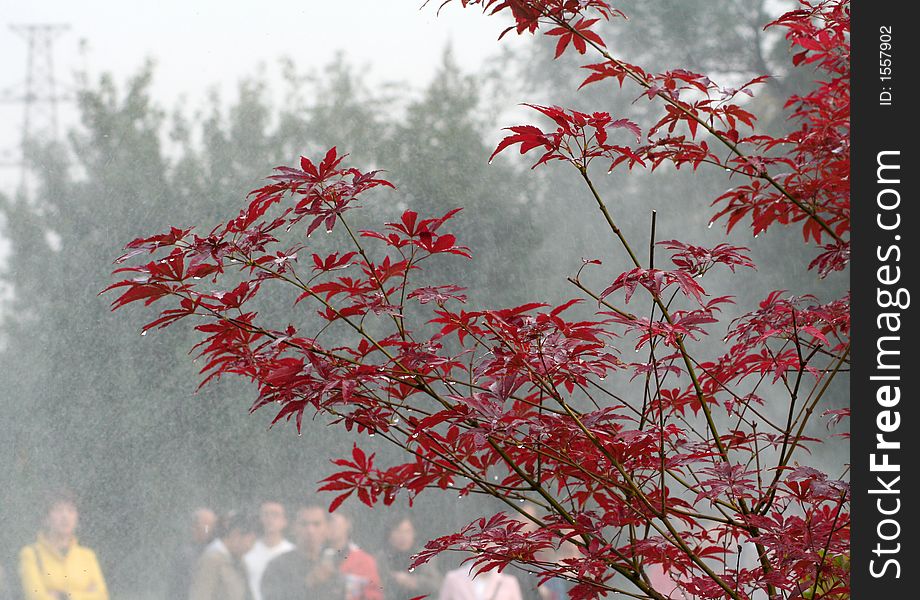 Red leaves with water drops, people in background