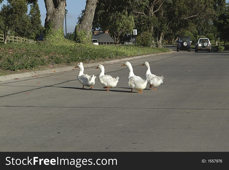 Geese crossing a street