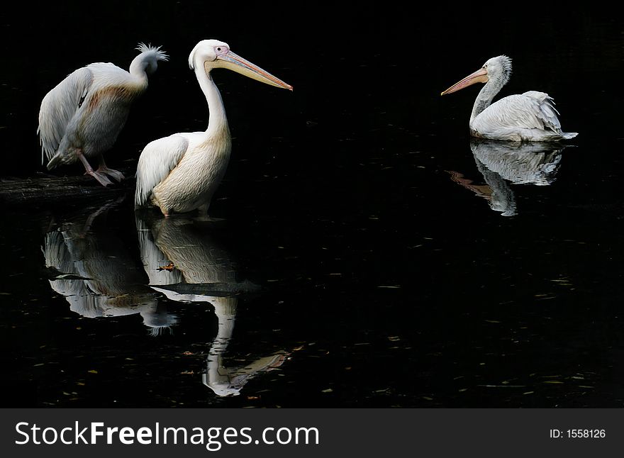 Three Pelicans In Pond