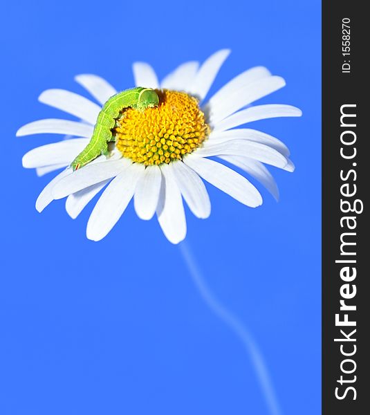 Daisywheel with green caterpillar on turn blue background. Daisywheel with green caterpillar on turn blue background