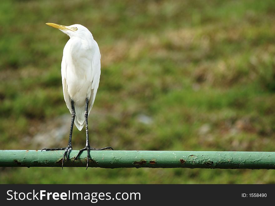 A great egret bird looking up in a field. Standing on a green rusty metal railing. White plumage with yellow beak and retracted neck. Location is singapore. Time is 29 Sept 2007. A great egret bird looking up in a field. Standing on a green rusty metal railing. White plumage with yellow beak and retracted neck. Location is singapore. Time is 29 Sept 2007.