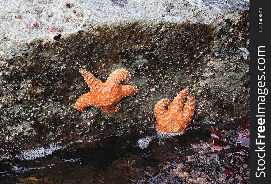 Starfish on rocks at Monterey, California