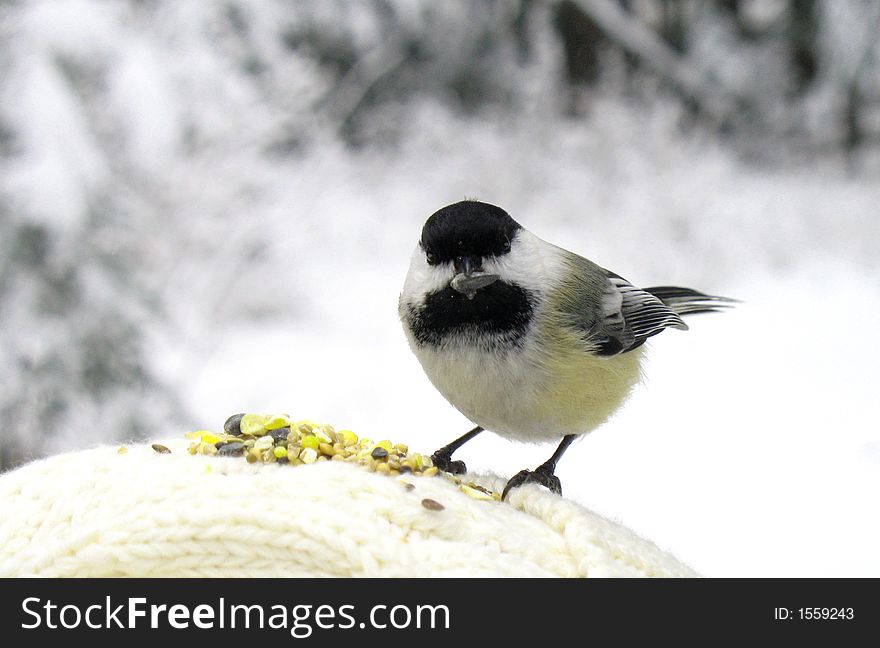 A black capped chickadee with a seed in its beak.