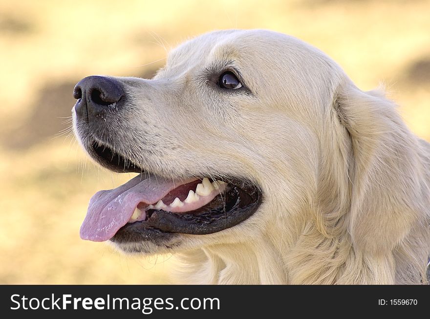 Portrait of the dog of the race Golden retriever