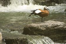 A Wild Duck Is Giving A Stretch Royalty Free Stock Photography A Wild Duck Is Giving A Stretch Royalty Free Stock Photography