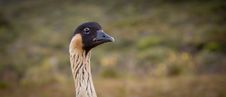 Hawaiian Goose - Nene - Head Closeup Royalty Free Stock Photos