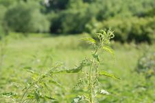 Nettle Stock Image Nettle Stock Image
